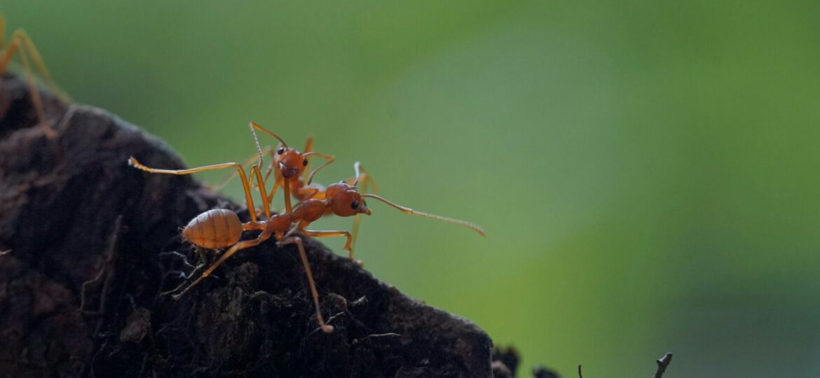 Foto di Farha Edenia su unsplash